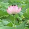 Arme :  fleur de lotus par Solubarome