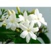 Arôme : jasmin par Solubarome Arôme : jasmin par Solubarome