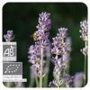 Arme :  Lavande Bio par Solubarome