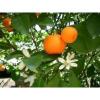 Arôme :  mandarine italie par Solubarome