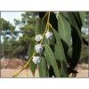 Arôme :  Menthe Forte Et Eucalyptus ( Solubarome ) 