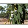 Arôme : menthe forte et eucalyptus par Solubarome Arôme : menthe forte et eucalyptus par Solubarome