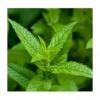 Arôme : Menthe Poivrée
Dernière mise à jour le : 31-08-2015 Arôme : Menthe Poivrée
Dernière mise à jour le : 31-08-2015