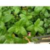 Arôme : menthe verte par Solubarome Arôme : menthe verte par Solubarome