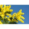 Arôme : Mimosa
Dernière mise à jour le : 17-02-2015 Arôme : Mimosa
Dernière mise à jour le : 17-02-2015