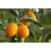 Arôme : orange amere par Solubarome Arôme : orange amere par Solubarome