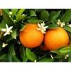 Arôme : orange italie par Solubarome Arôme : orange italie par Solubarome