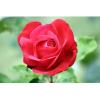 Arme :  Rose Naturelle ( Solubarome ) 