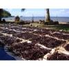 Arôme : vanille tahiti par Solubarome Arôme : vanille tahiti par Solubarome