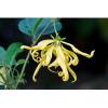 Arôme : Ylang Ylang
Dernière mise à jour le : 30-05-2015 Arôme : Ylang Ylang
Dernière mise à jour le : 30-05-2015