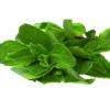 Arôme :  Menthe Extra Fraiche 
Dernière mise à jour le :  10-07-2015 