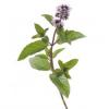 Arôme : Menthe Poivree
Dernière mise à jour le : 28-08-2015 Arôme : Menthe Poivree
Dernière mise à jour le : 28-08-2015