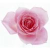 Arôme : Rose
Dernière mise à jour le : 05-06-2015 Arôme : Rose
Dernière mise à jour le : 05-06-2015
