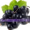 Arôme : blackcurrant par Vampire Vape Arôme : blackcurrant par Vampire Vape