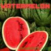 Arme :  Watermelon 
Dernire mise  jour le :  19-09-2015 