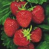 Arme :  SC Strawberry 
Dernire mise  jour le :  28-10-2014 