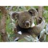 Arme :  Eucalyptus 
Dernire mise  jour le :  09-05-2015 