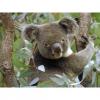 Arôme : Eucalyptus
Dernière mise à jour le : 09-05-2015 Arôme : Eucalyptus
Dernière mise à jour le : 09-05-2015