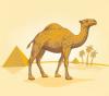 Arme :  Camel 
Dernire mise  jour le :  18-08-2016 