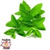 Arôme :  Vcfa Spearmint par 1Life