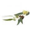 Arôme : Eucalyptus par AROMEA Arôme : Eucalyptus par AROMEA