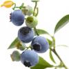 Arôme :  Blueberry par Flavor Jungle