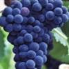 Arôme :  Grape par Flavour Fog