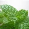 Arôme :  Liquid Stevia par Flavour Fog