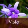 Arôme :  Violet par FLY ME TO MARS