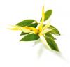 Arôme :  Ylang Ylang par Magic Elixirs