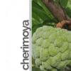 Arôme :  Cherimoya par rauchFREI