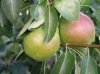 Arôme :  SC Gourmet Pear par VapingZone